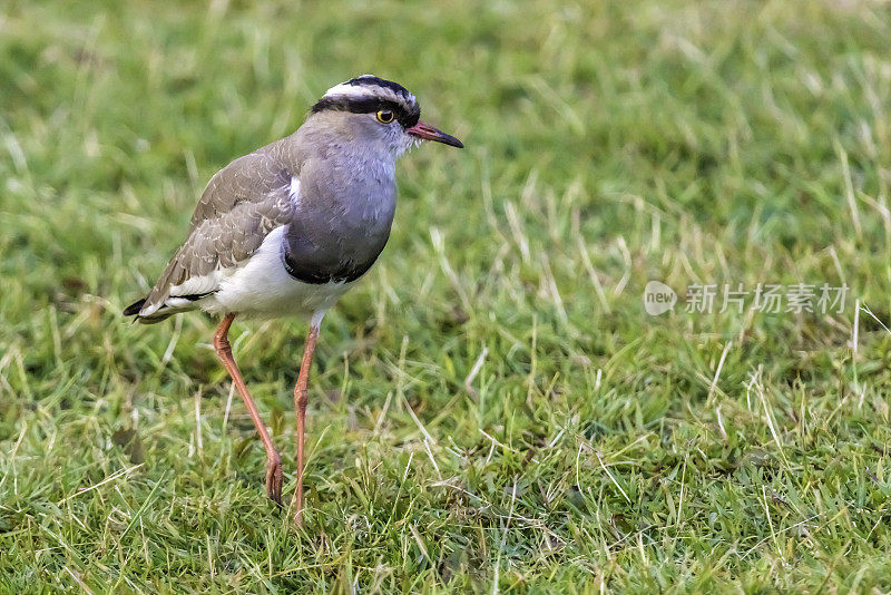 冠田凫(Vanellus coronatus)